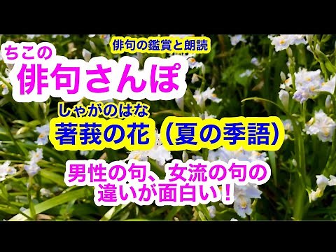 [Haiku Walk No. 68] It's interesting to compare haiku by men and women about the flower of the ja...