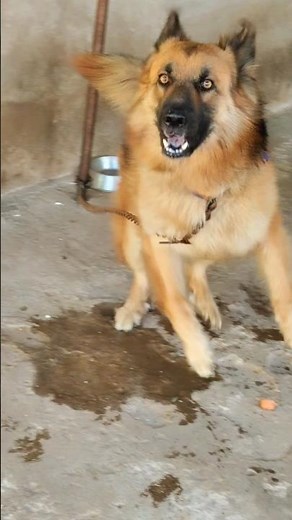 barking video dog bark dog barking #dogsound #dogvideos #germanshepherd