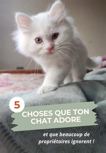 🐱❤️ Ton chat serait encore plus heureux… avec ces 5 astuces simples ! On pense souvent bien faire, mais certains petits gestes peuvent vraiment améliorer son quotidien. 🐾 Dans cette vidéo, découvre 5 choses que les chats adorent… et que beaucoup de propriétaires ne connaissent pas ! 💬 Laquelle ton chat aime le plus ? Dis-le-moi en commentaire ! 💛 Enregistre cette vidéo pour la retrouver plus tard et partage-la à un amoureux des chats. 🐾 Parce qu’ils sont bien plus que des animaux. ❤️ #chat 