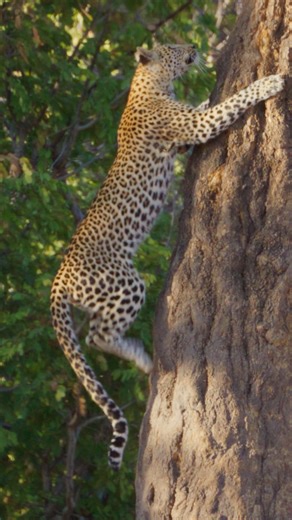 364K views · 7.4K reactions | Leopard climbs tree in Chobe National Park, Botswana #leopard #wildlife #botswana #safari #animals #bigcat #young #shotonred #r3d #natgeoyourshot #animal #wildlifephotography #africansafari #chobe #chobennationalpark #climbing | Moving Pictures Africa | Facebook