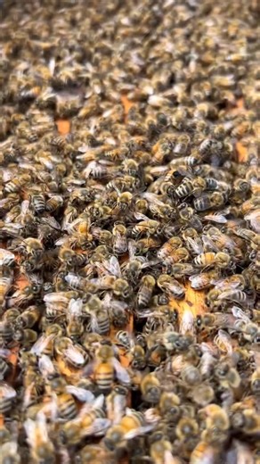 Busy bees! 🐝 #california #bees #beekeeper #beekeeping #savethebees #insects #animals | California Bee Company