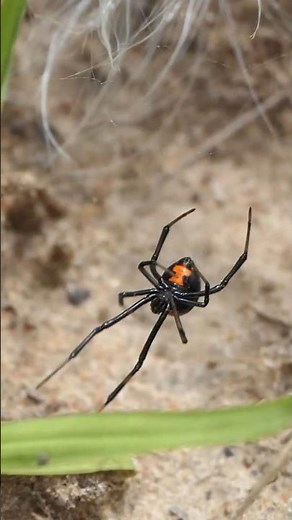 Black Widow weaves web