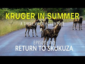 KRUGER IN SUMMER - a three week adventure - RETURN TO SKUKUZA (Episode 10)