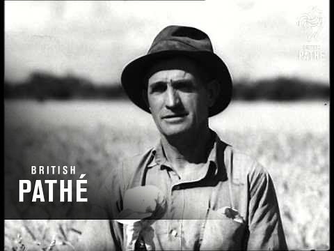Australia - Record Wheat Harvest (1947)