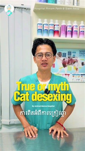 Myths About Cat Desexing Busted by Dr. Mengsok