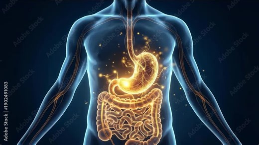 Digestive system shown inside a human torso with stomach and intestines highlighted. Concept of digestion and gastroenterology.
