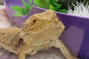 Bearded dragon up for adoption in Metro Detroit: Needs very specific care