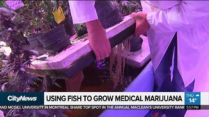 20K views · 95 reactions | CityNews videographer Audra Brown tours one of the only facilities in the world that’s using fish to grow medical marijuana. | CityNews Toronto | Facebook