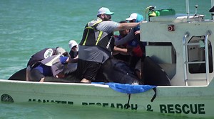 8.7K views · 636 reactions | Clearwater Marine Aquarium's Rescue Team answers the call whenever there is an animal in need. In this episode of our 50th Anniversary Series, learn more about the successful rescue, rehab and release of five pilot whales. | Clearwater Marine Aquarium | Facebook