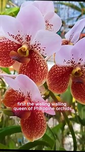 172K views · 5.8K reactions | Rare Orchids #PhilippineOrchids #EndemicSpecies #RareOrchids #PhilippineFlora #WalingWaling #TigerOrchid #JewelOrchid #OrchidUses #ConservationMatters #ExplorePhilippines | Dose of Disbelief Page | Facebook