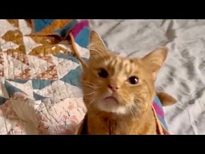 Does This Cat Have A Scouse Accent?