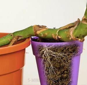 130K views · 752 reactions | Gardener's hacks to multiply your plants in no time | 5-Minute Crafts Men | Facebook