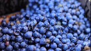 grape harvest and crushing for winemaking. The process captures the rich colors and textures of ripe grapes being picked and then crushed, showcasing the traditional wine production methods.