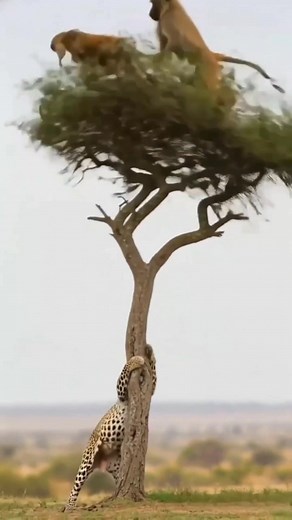 The monkeys up in the tree are basically like: “Bro, he can’t climb this high. Relax.” Meanwhile the leopard: “Give me five more minutes… I swear I’m almost there… Why are trees so… vertical?” #foryouシpage #foryou #AI 😩 | Araik Anni