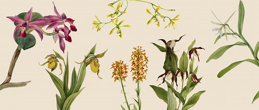 Orchids: Hidden Stories of Groundbreaking Women - Smithsonian Gardens