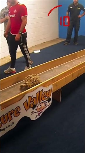 THE WORLD'S FASTEST TURTLE!