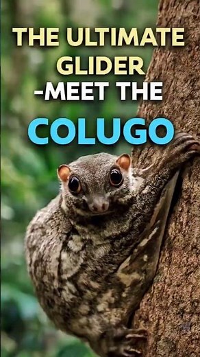“Colugo: The Mysterious Glider That Can Soar 100 Meters Without Wings”