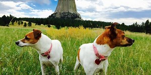 Interview With the J's (Jack Russell Terriers): Pookie and Sassy