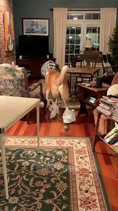 548K views · 9.3K reactions | Dog wearing an Elizabethan ring for the first time #dogs #dogsoftikto | Pet's Store | Facebook