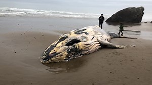 10K views · 132 reactions | A small Humpback Whale—in the...