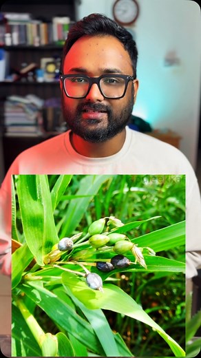 8.8K views · 135 reactions | Learn about Job’s Tears Seeds, an...