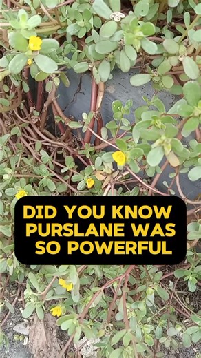 #fypシ゚viralシ Purslane Benefits | Herbs and Wellness