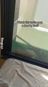 83K views · 707 reactions | San-chan the soft-shelled turtle opens a door 朗 #Turtles #ShoftShellTurtle #CuteAnimals #ViralHog | ViralHog | Facebook