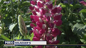 Top 10 annuals for containers: Great containers start with plants that love you back