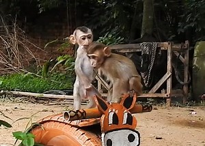 The Daily Life of 3 Baby Monkeys Playing with Each other. | Monkey Family