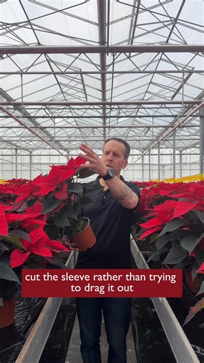 Poinsettias are back for the festive season! Find them in store now, perfect for brightening up your home or giving to someone as a lovely gift 🥰 This week, we caught up with Stuart at Arden Lea Nurseries to find out the best tips for taking care of your plants. Based in Hesketh Bank, Arden Lea first started in 1949 and have worked with Booths for over 30 years, growing lots of the gorgeous plants we have for you in store. They're experts in poinsettias and grow around 25,000 each year! Grower'