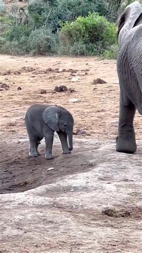 222K views · 10K reactions | Just a few days old and already trying to figure out this whole trunk thing. Learning, very wobbly, and absolutely adorable  | Roar Wildlife News | Facebook