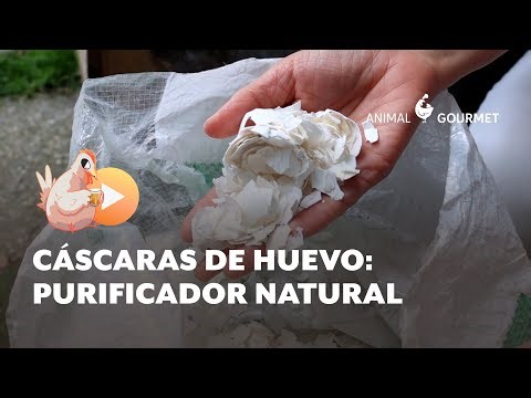 Cascaras de huevo: Purificador natural
