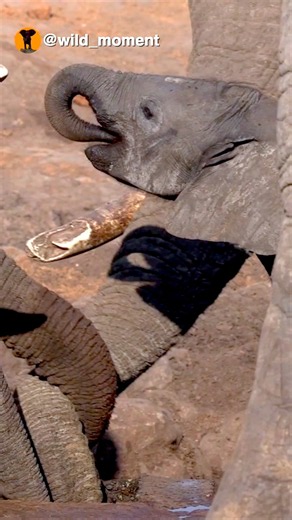 Baby Braves Bull Elephants. #elephant #wildlife