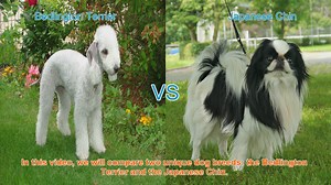 Bedlington Terrier vs. Japanese Chin: A Breed Comparison