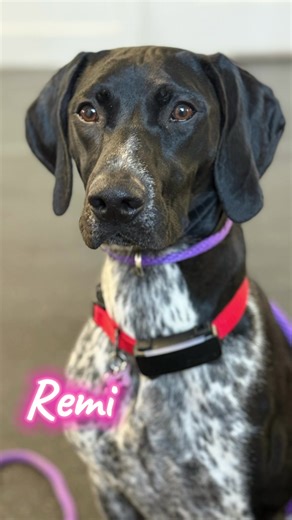 #germanshorthairpointer #pointer #gsp #dog