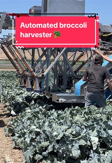 Automated Broccoli Harvester in Action