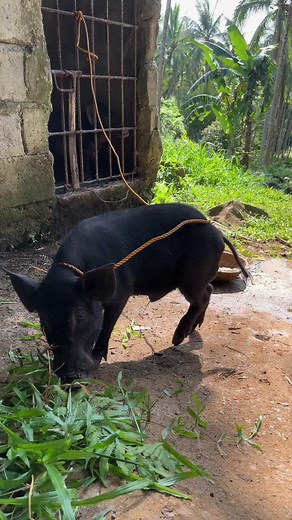 Native Pig🐖🖤. #farminglife #nativepigs🇵🇭