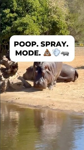 Hippos Spray Poop Like a Machine Gun 🦛💩💨 #shorts