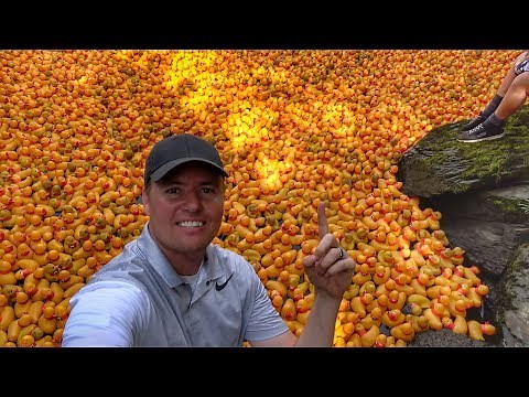 Huge Rubber Duck River Race!! WE WON!!