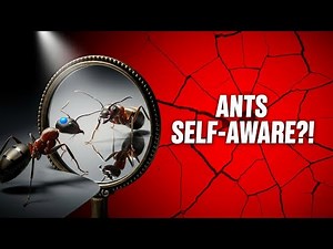 Are Ants Actually Self-Aware?