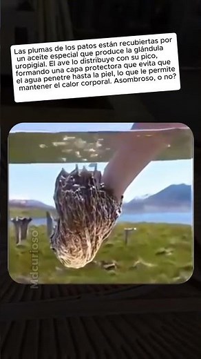 La pluma de los patos no se mojan #curiosidades