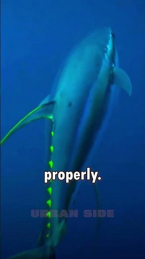 The Science Behind Tuna Fish