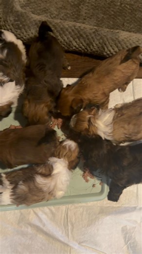 Shorkie poos shots and wormed $600-1000@highlights | Douglas Jones