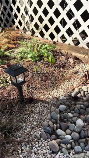 Hostas in the Butterfly Garden | Sweet Pea Gardens - March 17