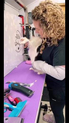 Cat grooming can be super demanding and dangerous at times . I have so many wonderful cats here but some just don’t enjoy the process. Yes cats do need help with being groomed at times ! #cat #cattok #hiss #catgroomer #kitty