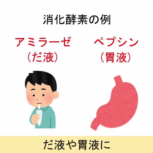 シュガーソングで覚える消化と吸収のポイント
