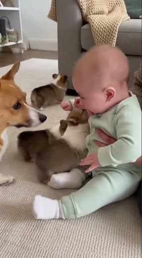Mama Corgi Introduces Her Puppies to the Baby 🥰💕🐾#CorgiFamily #BabyAndPuppies #HeartwarmingMoments