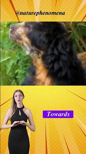 The Spectacled Bear: An Amazing Creature #facts