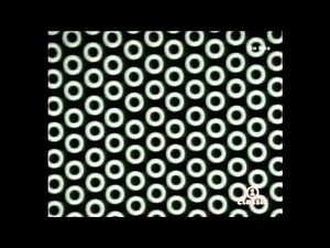 The Belle Stars - Iko Iko 1983