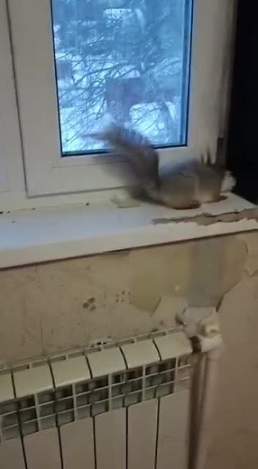 Squirrel Adventures: Exploring the Indoor Landscape